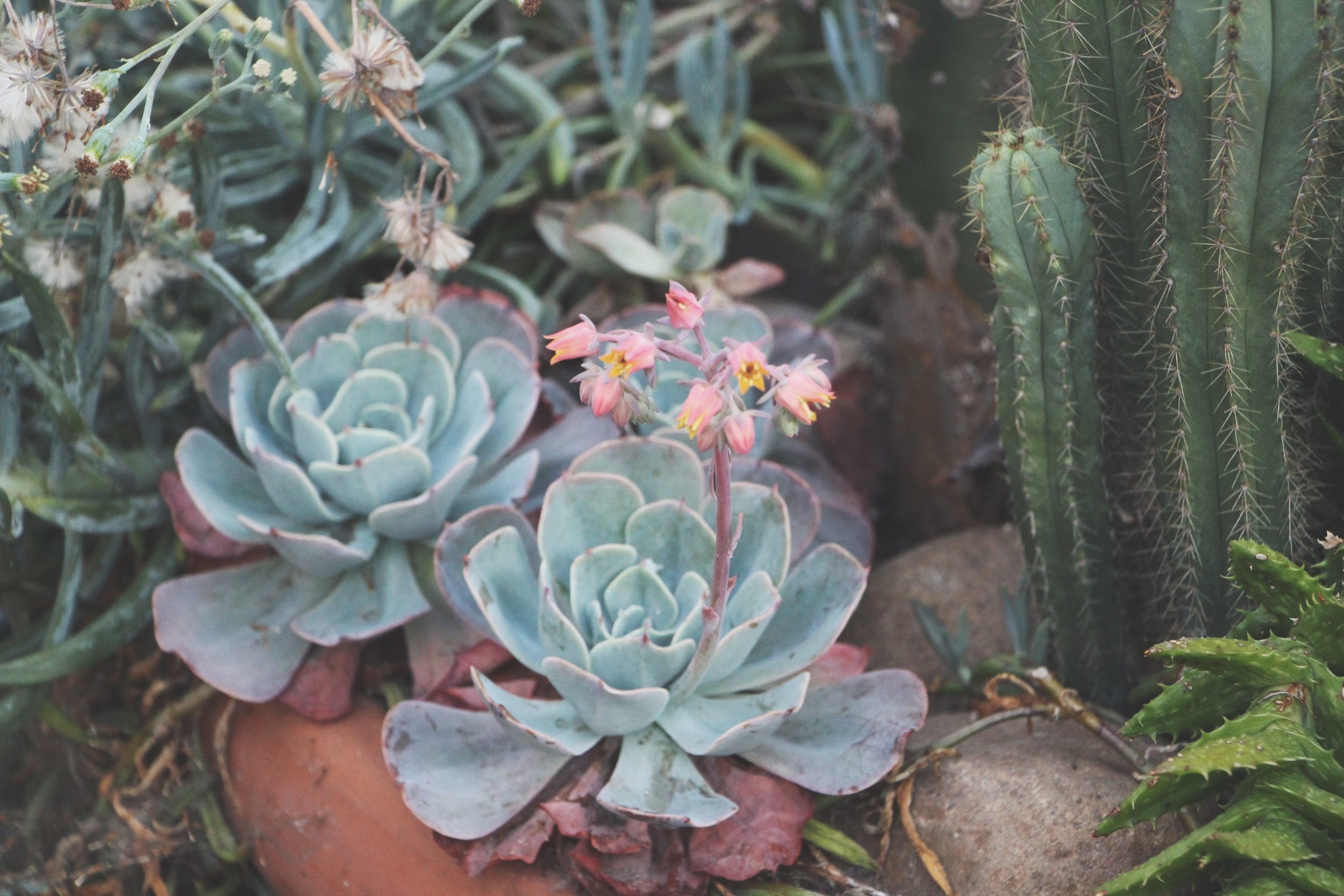 Cacti and Succulents in Old Town, CA via Needles + Leaves